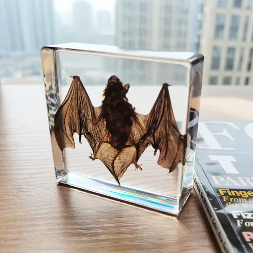Miniatura 6 de Muestras de murciélago reales en manualidades de pisapapapeles de resina, colección de taxidermia de animales para educación científica y adorno