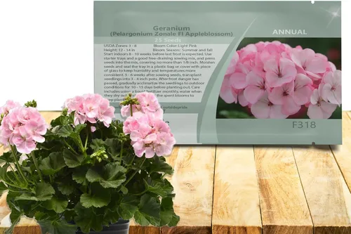 Miniatura 7 de Outsidepride Semillas de geranio bicolor rosa para plantar, 25 piezas anuales, tolerantes al calor y la sequía semillas de flores con follaje verde