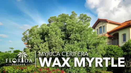 Miniatura 9 de Mirto de cera 20 plantas vivas Myrica Cerifera Arbusto de crecimiento rápido, pantalla de privacidad, follaje de hoja perenne, ornamental