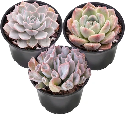 Miniatura 4 de Sprout N Green Colección de suculentas de arrastre, planta suculenta de 4 cuerdas totalmente enraizada en maceta de inicio de 2 pulgadas, decoración