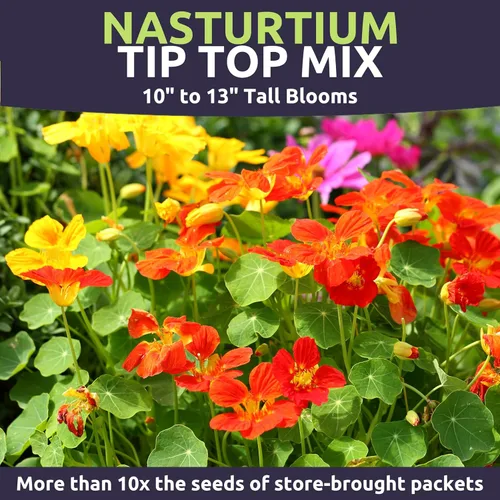Miniatura 4 de Nasturtium Tip Top Mix - Paquete grande de 1 onza - 200 semillas de flores para plantar - Tropaeolum majus
