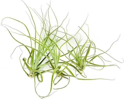 Miniatura 39 de ragnaroc Planta de Aire Viva – Tillandsia Capiput, Jumbo 6-9” - 2 unidades - Llegada Viva Garantizada - Plantas de Casa para Decoración del Hogar
