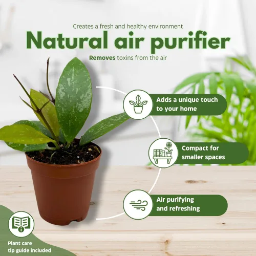 Miniatura 8 de BubbleBlooms Hoya Surtido variado de 2 pulgadas, juego de 4 Grower's Choice Live Potted Premium Collection