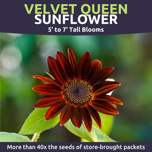 Miniatura 3 de Velvet Queen Sunflower - Bolsa a granel de 1/4 libra - 4,000 semillas de flores para plantar - Helianthus annuus
