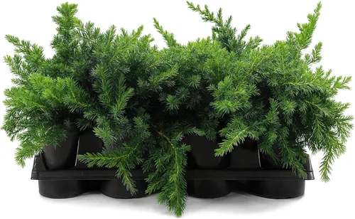 Miniatura 8 de Blue Pacific Shore Juniper 3 plantas vivas Juniperus Conferta Cubierta del suelo de hoja perenne, paisajismo costero resistente, arbusto