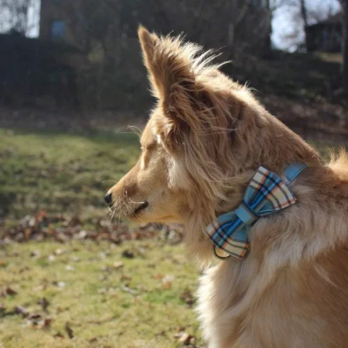 Miniatura 4 de Collar ajustable Lionet con forma de pajarita para gatos y perros. Suave y cómodo, m, Azul (Blue Grid)