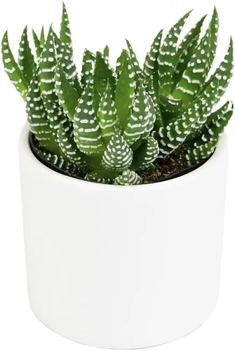 Miniatura 2 de Haworthia - Planta suculenta viva en maceta blanca, plantas suculentas vivas, plantas de interior vivas, plantas de interior vivas, plantas