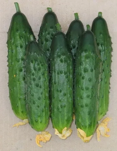 Miniatura 4 de Semillas de pepino autopolinizador de interior Firm Secret F1 Hybrid Vegetal para plantar sin OMG - Tiempo de cosecha 55 días