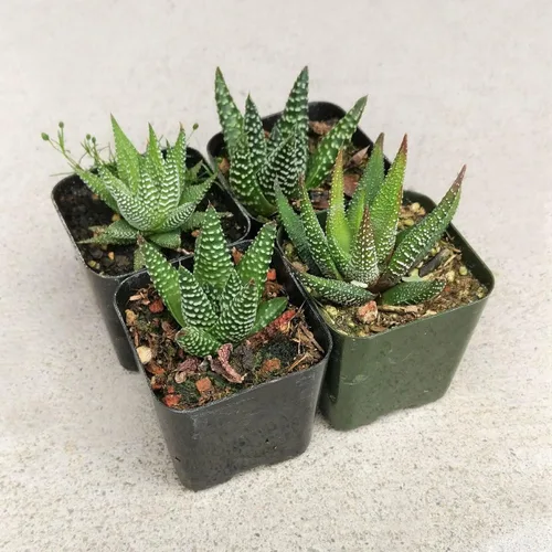 Miniatura 3 de Haworthia 'Zebra Plant' - Suculenta puntiaguda de aloe a rayas blancas (2 pulgadas)
