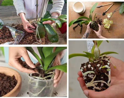 Miniatura 5 de Corteza de orquídea para plantas, corteza de pino orgánica para el desarrollo adecuado de raíces para Phalaenopsis, Cattleyas, Dendrobiums
