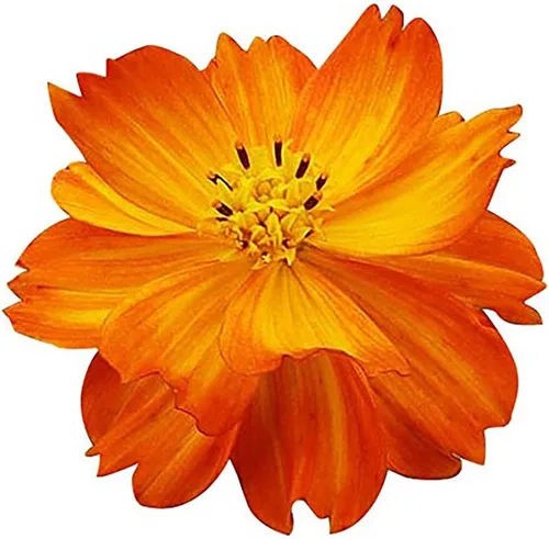 Semillas cosmos de naranja azufre altas, largo período de floración en todas las zonas, hasta 5 pies de alto