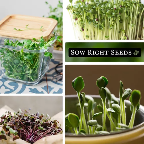Miniatura 3 de Sow Right Seeds - Gran colección de semillas de microgreens - 10 paquetes de jardín de interior con semillas de superalimentos para germinación