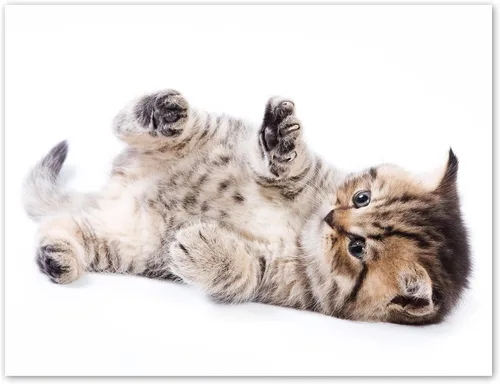 Miniatura 8 de Tarjetas divertidas de gatito, paquete de 12 tarjetas divertidas de notas de gato con sobres, 4 divertidos diseños de fotos, interior en blanco