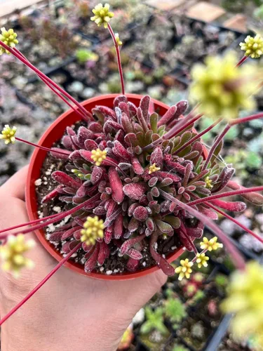Miniatura 6 de Plantas de Cactus y Suculentas Vivas (Maceta de 5 cm Oscularia deltoides 'Planta de Hielo Rosa')