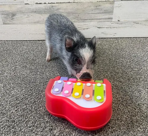 Miniatura 3 de Piano pequeño para perros, cerdos, conejos, gatos u otros animales pequeños, campanillas musicales para ganar un premio, ayuda de entrenamiento