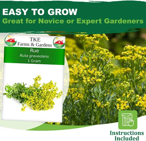 Miniatura 2 de TKE Farms & Gardens - Semillas de ruda para plantar, 1 gramo, 500 semillas autóctonas, sin transgénicos, instrucciones incluidas, Ruta graveolens