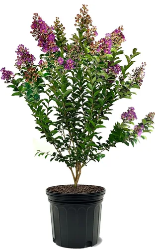 Miniatura 24 de American Plant Exchange Black Diamond Shell Pink Crape Myrtle Tree Live, maceta de 1 galón, 1-1.5 pies de alto, flores rosas vibrantes, tolerantes a