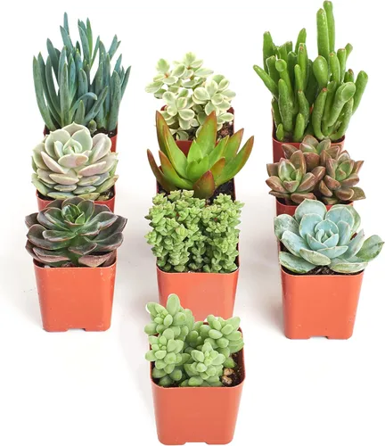Shop Succulents | Colección única | Suculentas vivas en el suelo | Variedad seleccionada a mano | Plantas reales de interior/exterior, paquete de