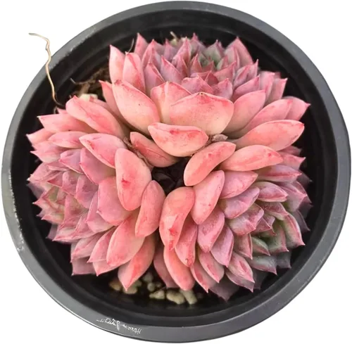 Miniatura 2 de Echeveria Desert Rose - Racimo - Suculenta viva - 2.5 pulgadas - Tolerante a la sequía, bajo mantenimiento, ideal para interiores y exteriores