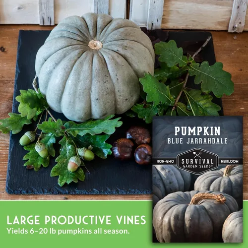 Miniatura 5 de Blue Jarrahdale - Semillas de calabaza para plantar Variedad de reliquia sin OMG con piel decorativa azul-gris y carne dulce para hornear