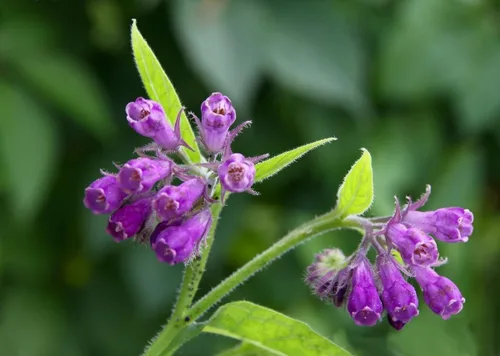 Bocking 14 esquejes de raíz de consuelda para cultivar, plantas perennes no invasivas, flores bonitas, fácil cuidado, favorito de jardín de alto
