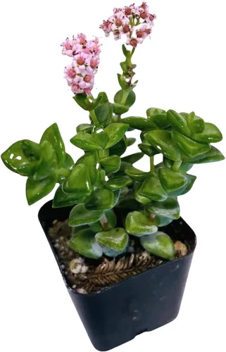 Miniatura 16 de Plantas de cactus suculentas vivas de USKC (maceta de 2 pulgadas) (Adromischus Maculatus)