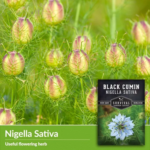 Miniatura 3 de Survival Garden Seeds Nigella Sativa Semillas de comino negro para plantar, 1 paquete Té medicinal de semillas negras y especias culinarias