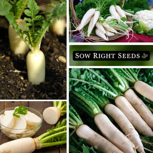 Miniatura 4 de Sow Right Seeds - Semillas de rábano japonés Minowase Daikon para plantar - Paquete de reliquia sin OMG con instrucciones para plantar un huerto