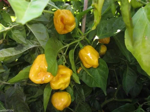 Miniatura 4 de Aji Dulce Amarillo, Semillas de PIMIENTA Aji Dulce (C.chinense) de Venezuela.(20 Semillas)