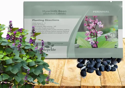 Outsidepride Green Lablab Hyacinth Bean Vine Seeds - Semillas de enredadera de frijol jacinto - 100 piezas de semillas vegetales perennes de