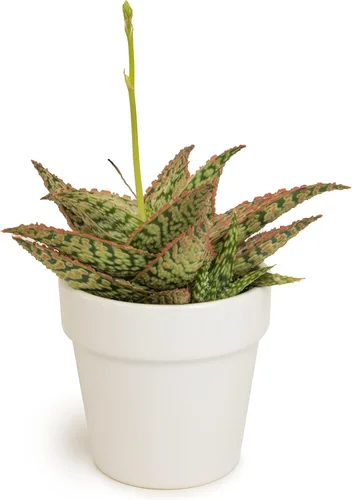 Plantas suculentas de aloe vivo, plantas de aloe estrella viven con maceta blanca, plantas suculentas viven en una mezcla de tierra para macetas,