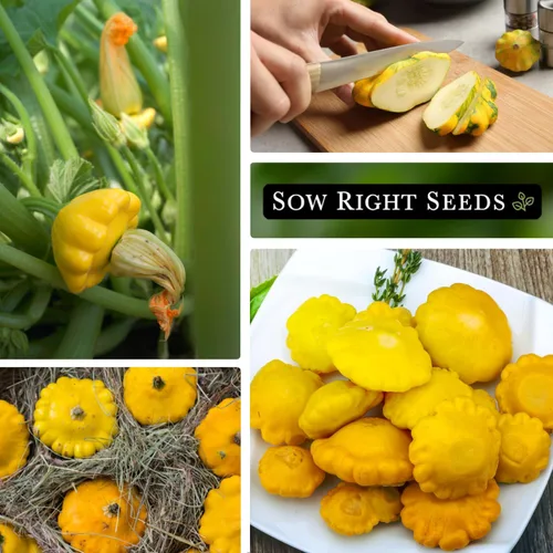 Miniatura 4 de Sow Right Seeds - Semilla de calabaza vieira amarilla para plantar - Paquete de reliquia sin OMG con instrucciones para plantar un huerto casero