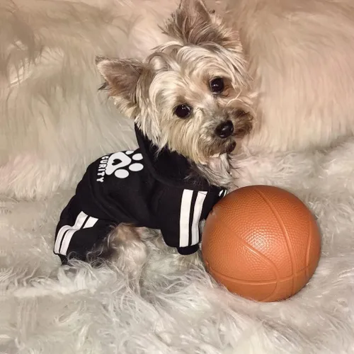 Miniatura 3 de Sudadera de seguridad con capucha para perros de 4 patas - Mono con sudadera - Sudaderas - Ropa suave y cálida para perros - Suéter con capucha