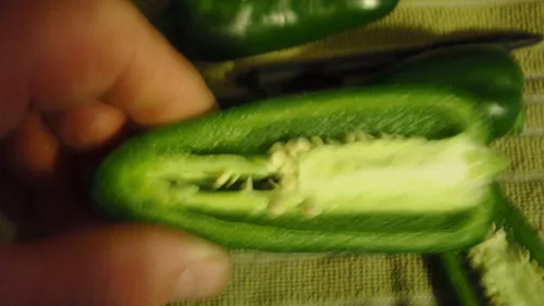 Miniatura 4 de Semillas gigantes de pimienta jalapeño enormes PODS grandes rellenos MILD.(10 - Semillas)