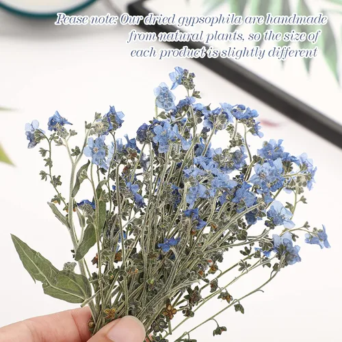 Miniatura 4 de 50 piezas de flores secas naturales Forget Me Not Pressed Blue Don't Forget Me Dry Flower Real para joyería de resina, fabricación de tarjetas