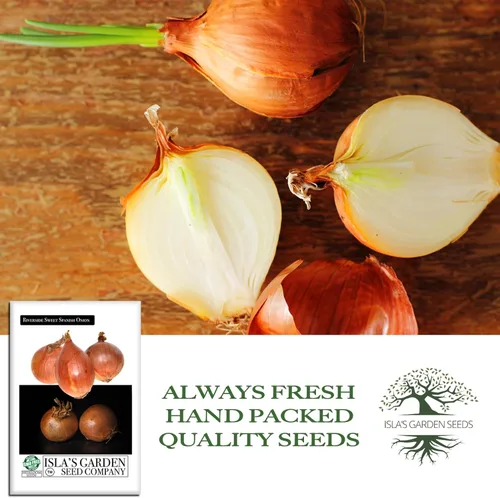 Miniatura 4 de Riverside Sweet Spanish Onion Seeds (Allium cepa) – Más de 300 semillas tradicionales sin OMG de Isla's Garden Seeds, bombillas grandes suaves