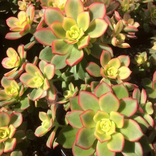 Miniatura 2 de Planta Aeonium de fácil cuidado en maceta viva de 4 pulgadas, plantas suculentas raras vivas, bien enraizadas, plantas de interior de fácil cuidado