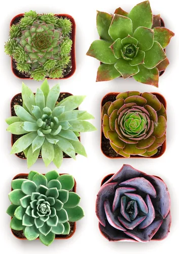 Miniatura 7 de Shop Succulents Echeveria y Rosette, paquete de suculentas vivas variadas - Plantas en maceta de 2 pulgadas totalmente enraizadas para regalos