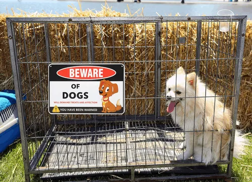 Miniatura 6 de Venicor Cartel divertido de Beware of Dogs – 8 x 12 pulgadas – Aluminio – Regalo para los amantes de los perros – Arte de pared de perros – Cosas
