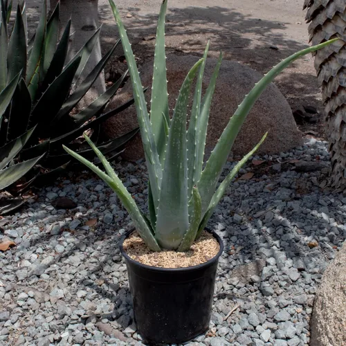 Miniatura 10 de Planta de aloe vera viva en maceta de cultivo de 1G, plantas de interior fáciles, (Aprox. 50.8 cm de altura), suculentas reales, plantas