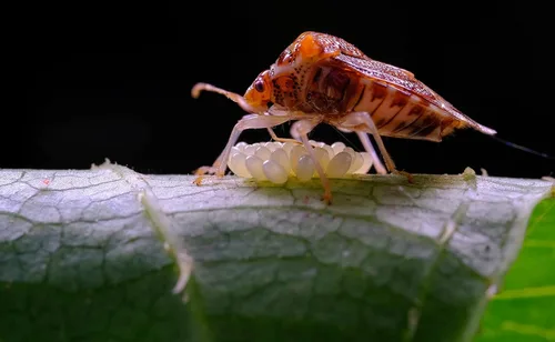 Miniatura 6 de TTArtisan Lente macro de 1.575 in F2.8 APS-C Lente de cámara de enfoque manual de aumento 1:1 para cámara Sony E Mount A6000 A6100 A6300 A6400 A6500