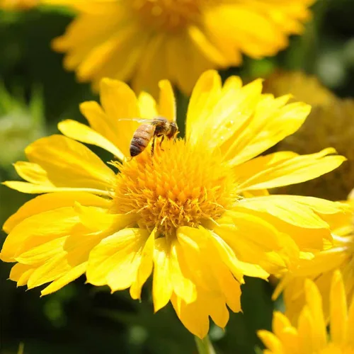 Gaillardia Mesa Yellow Flower ~10 Semillas – Flor Manta – Ganadora de la AAS – Perenne sin OMG – Pleno sol – Tolerante a la sequía – 12–18 pulgadas