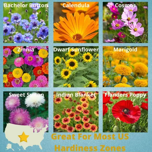 Miniatura 4 de Camas - Paquetes de semillas de flores silvestres polinizadoras - (20) recuerdos de fiesta para atraer abejas, mariposas y colibríes a tu planta