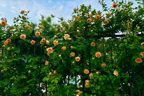 Miniatura 5 de 100 semillas de rosas trepadoras naranjas, plantas de jardín raras sin OMG