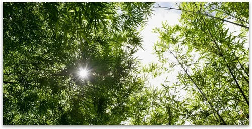 Miniatura 2 de Inserto de Cubierta de Luz de Techo Suspendido 4' x 2' pies (Naturaleza Bosque Hojas de Bambú Sol Verde) - Cubierta de Luz Fluorescente Reduce