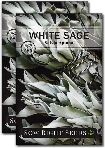 Sow Right Seeds - Semilla de salvia blanca para plantar - Paquete sin OMG de reliquia con instrucciones para plantar y cultivar un jardín de hierbas