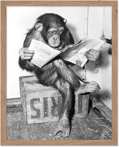 Miniatura 36 de Poster Master Póster de Chimpancé - Impresión de Mono Leyendo Periódico - Arte de Pared de Mono - Regalo para Hombres, Mujeres y Amantes