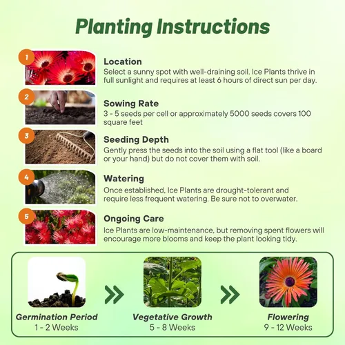 Miniatura 5 de Outsidepride Gelato - Semillas de Planta de Hielo Roja - 5000 Piezas Semillas Perennes, Tolerantes a la Sequía, Cobertura de Suelo para Plantar Rojo