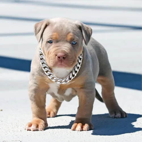 Miniatura 6 de Collar de cadena de plata para perros con diseño de hebilla de seguridad y etiqueta de identificación, collar para mascotas, fuerte cadena
