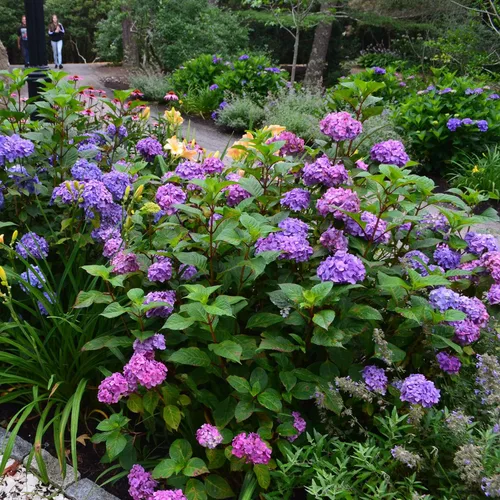 Miniatura 4 de Blooming & Beautiful - BloomStruck Hortensia de hoja grande - Verano sin fin - 3 galones - Mophead refloreciente rosa, azul y morado florece
